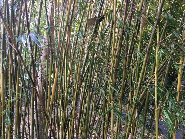 Bamboo shoots may offer prebiotic potential