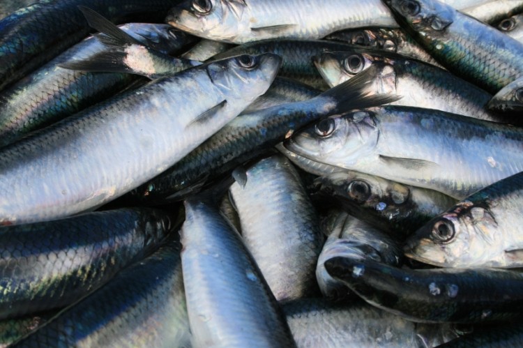 Researchers believe cetoleic acid could influence how much omega-3 fatty acids is stored for humans after eating herring. Photo credit: Eskemar / iStock.com