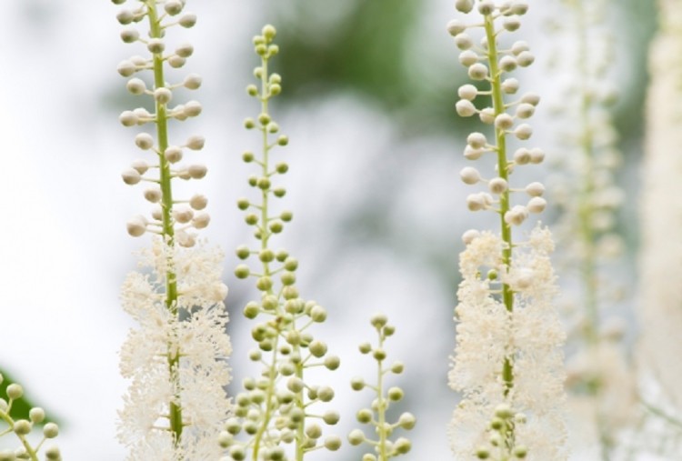 Actaea racemosa is native to eastern North America. Image: iStockPhoto