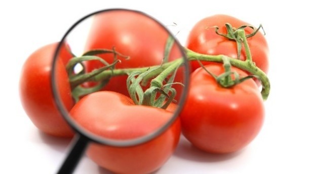 Diet and cancer: Could tomatoes may lower breast cancer risk?