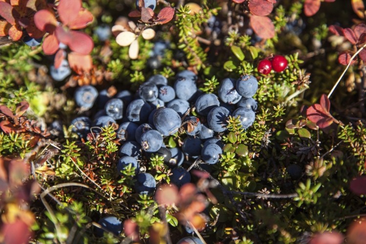 The study used extracts from lowbush blueberries (Vaccinium angustifolium Ait.). Image © iStockPhoto / Incomel