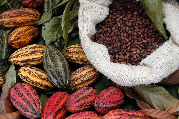 Drinking a beverage rich in cocoa flavanols (CF) improved blood vessel function and reduced diastolic blood pressure in individuals with kidney failure