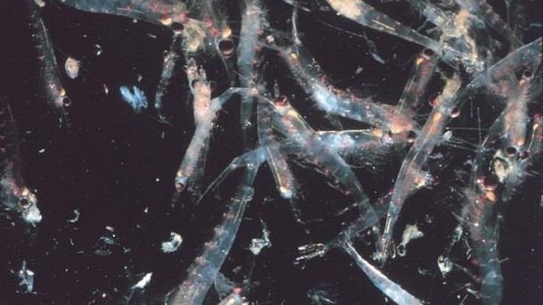 Krill study suggests anti-aging potential