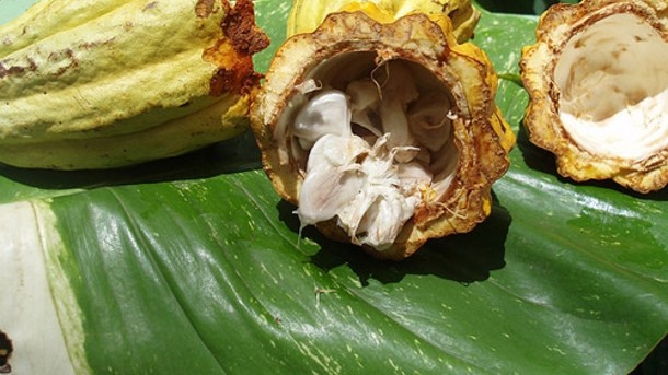 Better-for-you chocolate: Pod storage step may help preserve cocoa polyphenols. Photo credit: Mary-Lynn