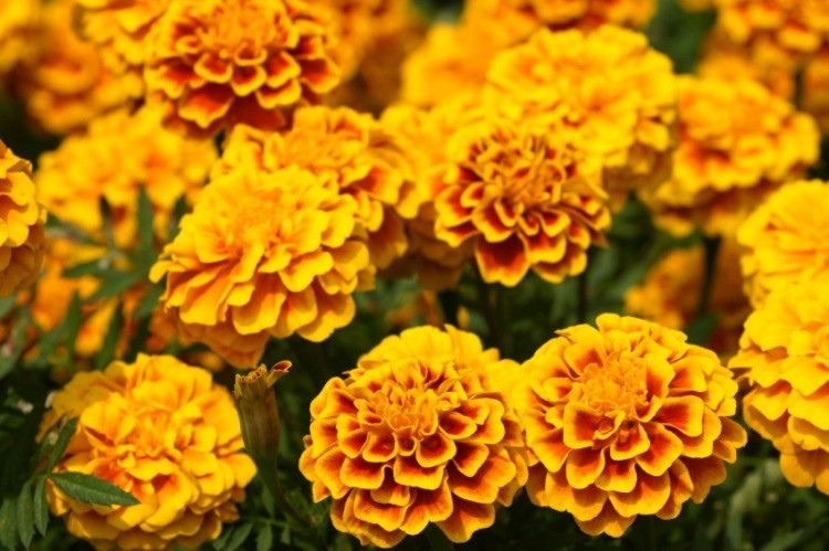 Marigolds are the established source for lutein