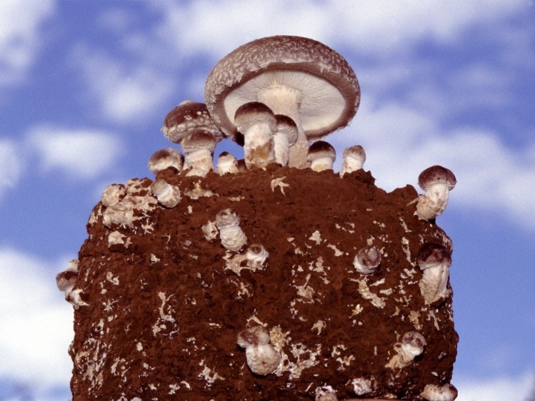 Waste products from mushroom harvesting could be used to help the survival of probiotics in foods, suggest the researchers.
