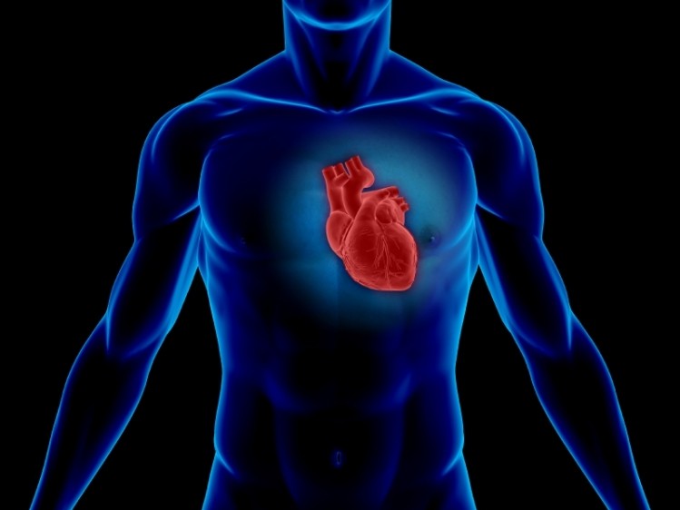 CoQ10 and vitamin B6 levels linked to lower artery disease risk