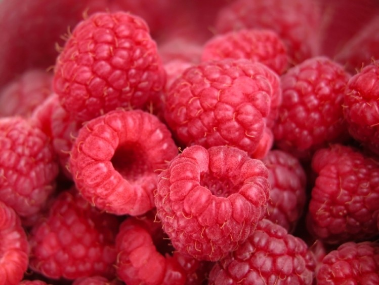 Scientists are now beginning to understand how and why the polyphenols present in red raspberrys may offer human health benefits. (© iStock.com)