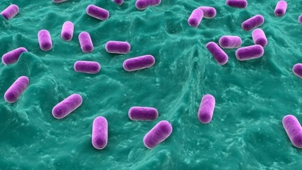 Gut reaction: Could hormone receptors on gut bacteria be driving diet-health interactions?