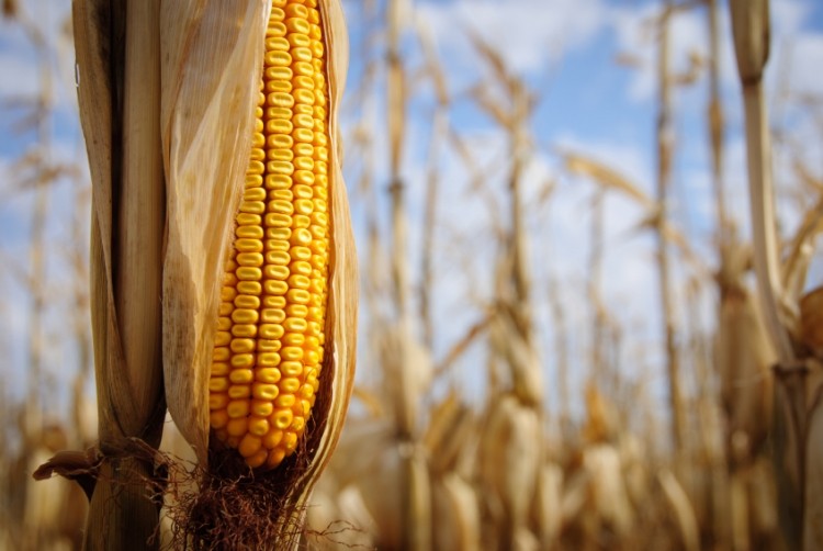 Maize possesses one of the greatest genetic diversities in the world. This diversity includes maize with grain pigmented shades of yellow, red, purple, and blue. ©iStock
