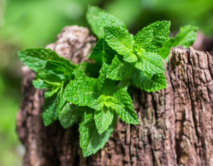 'The total amount of phenolic compounds was about 260 mg/g extract, which demonstrated that the spearmint extract is a matrix rich in phenolics.' ©iStock/La_vanda