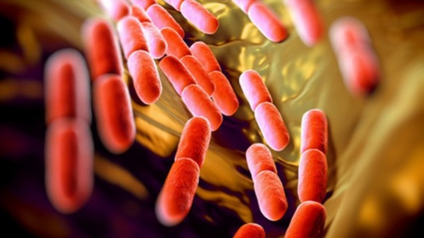 Lactobacillus from yogurt could block drug-resistant infections