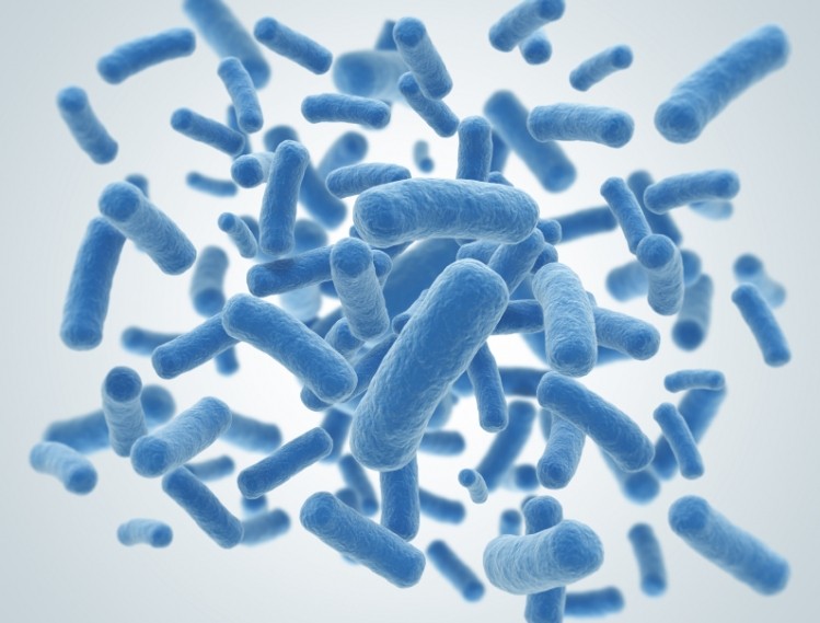 Gut microbiota regulates antioxidant metabolism, study finds