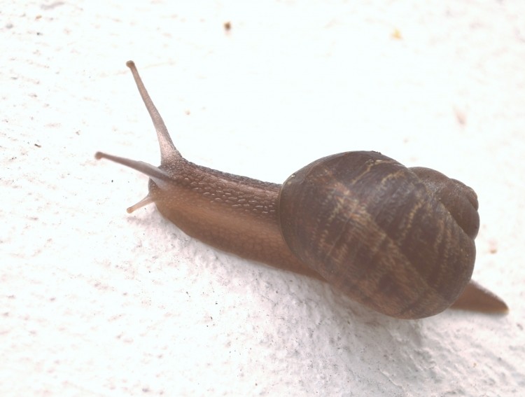 Snail memory improved with epicatechin