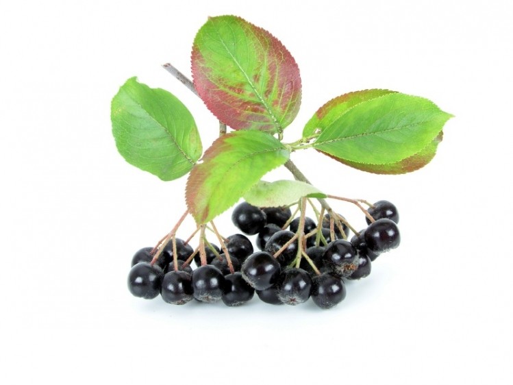 ‘Underutilized’ chokeberry accessions show potential for nutritional products