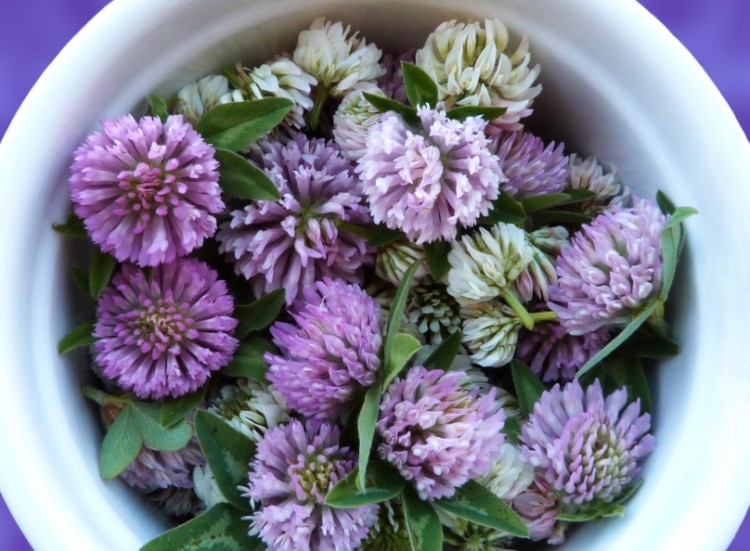  PharmaCare says it will be appealing for an independent review of the ASA's ruling against its red clover menopause supplement. © iStock.com / WildLivingArts
