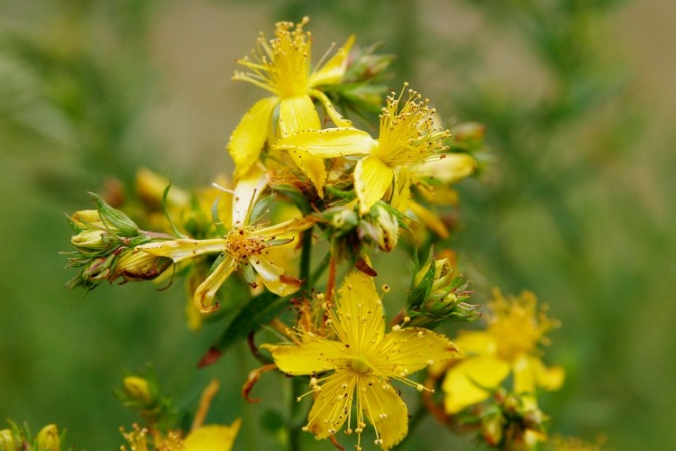 St John's wort: Lithuania has banned it, but will EU mutual recognition principles come to its rescue along with many others?