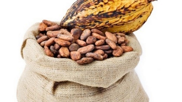 Cacao extract may offer a protective effect against photoaging by inhibiting the breakdown of dermal matrix