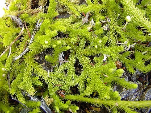 Clubmoss (source: Flickriver)