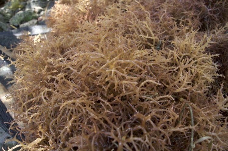 Scientists discover how to extract protein from red Spinosum ©GettyImages-Nazimpressions