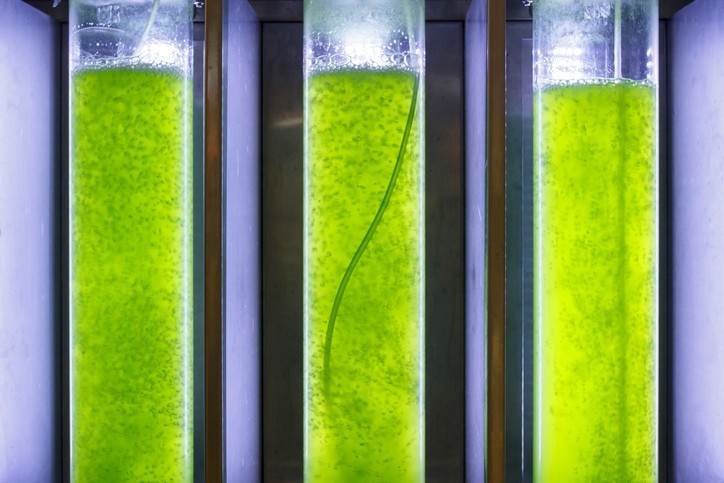 Picture: iStock/Toa55. EREN: A change in consumption habits linked to belief that algae are ‘healthy food’ might trigger higher demand in future
