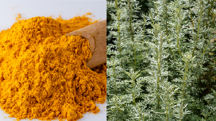 MGC Pharma will be testing the efficacy of treating COVID-19 patients using an oral spray made of curcumin and artemisinin - a bioactive derived from the artemisia annua plant. © Getty Images