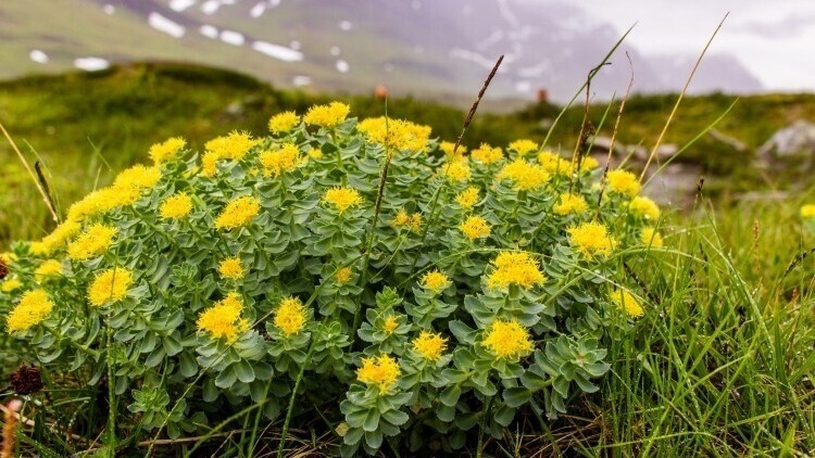 Supplementation with Rhodiola rosea (RR), also known as the Golden Root, might improve sporting performance. © Getty Images