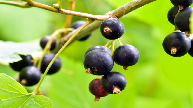 NZ blackcurrant supplement could raise brain health compound cGP in Parkinson’s patients according to a 28-day trial. ©Getty Images