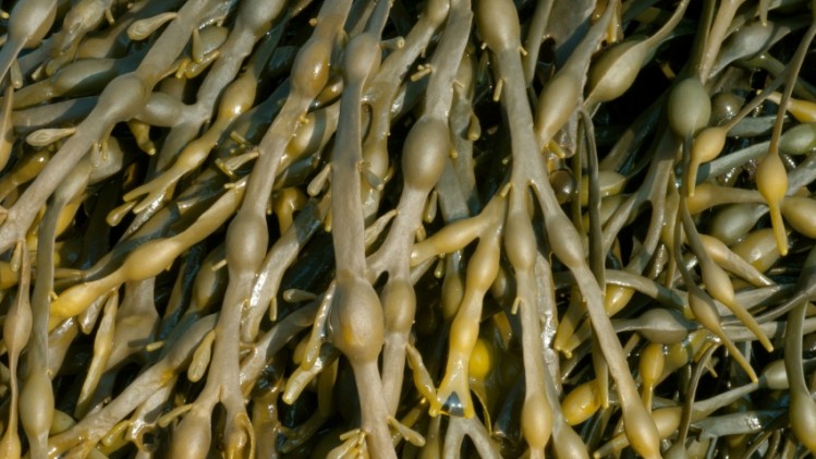 Aussie scientists have developed a treatment for brain injuries using Tasmanian seaweed. ©iStock