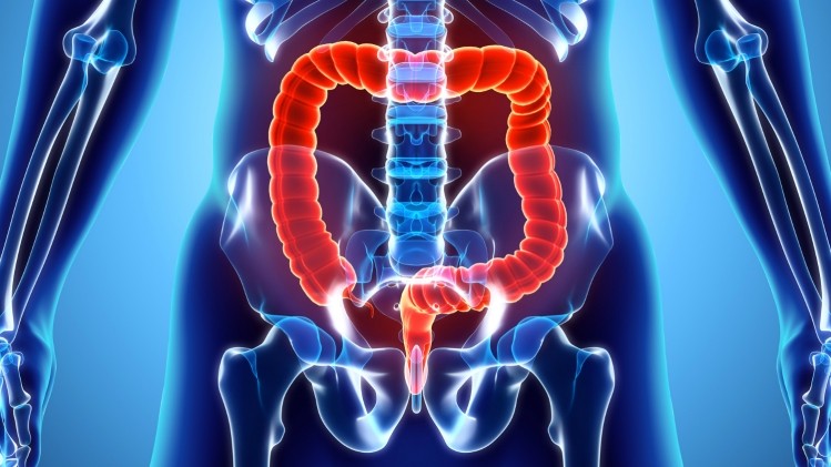 Researchers at Kobe University conducted a study to examine how various prebiotics would affect human colonic microbiota. ©Getty Images
