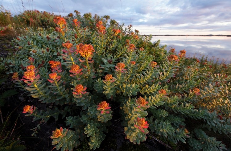 Rhodiola rosea is one of nine well-researched adaptogens. Image © iStock / Maasik