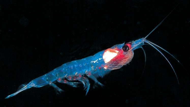 Krill oil boosts muscle growth signaling in study