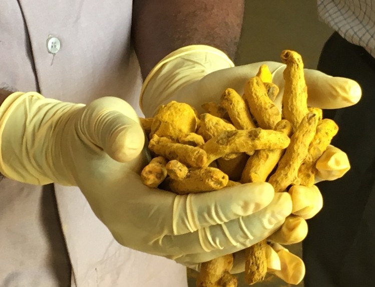 Turmeric rhizomes after having their skins ground off. The rhizomes are subsequently milled and pelletized before going into an extraction process. NutraIngredients-USA photo