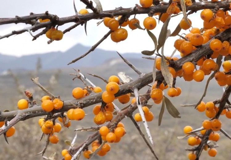 Researcher Gitte Jensen, PhD, has looked into how a sea buckthorn extract can stimulate stem cell production.  This approach could be used for other medicinal plants, she says.  NIS Labs photo.