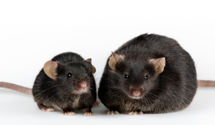 The new study compared the effects of FRT4 supplementation in lab mice fed a high fat diet   Image © Georgejason / Getty Images