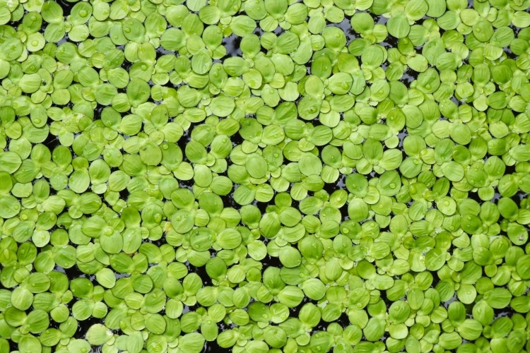 Mankai duckweed, a Wolffia globosa aquatic plant strain rich in proteins and polyphenols, boosts visceral fat reduction in the green-Mediterranean diet. © Watcharapol Kun / Getty Images