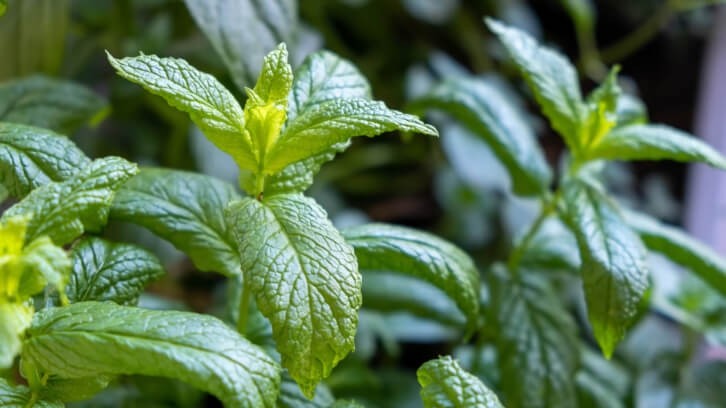 Kemin derives its Neumentix from specific lines of spearmint (Mentha spicata L.).   Image © Rawf8 / Getty Images