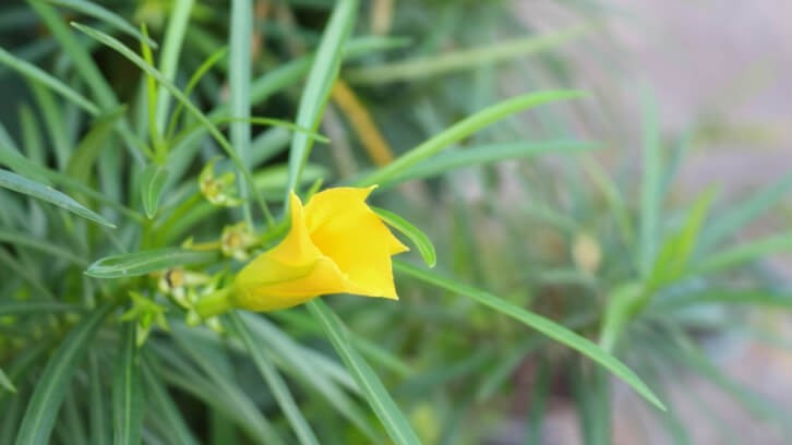 Yellow oleander (Cascabela thevetia) is a known cardiotoxic ingredient. The US FDA has already issued warnings about the presence of yellow oleander in weight loss products.   Image © vichitlamool / Getty Images 