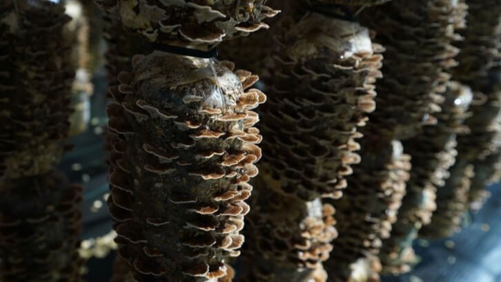 Nammex implemented the first and only large-scale cultivation of Turkey tail. © Nammex