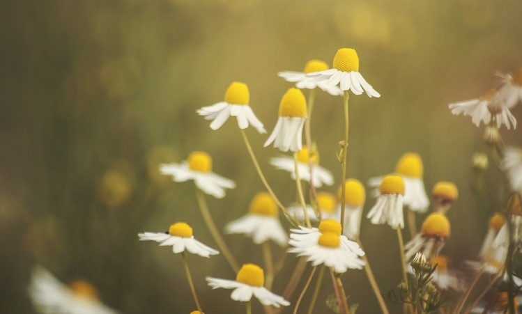 Chamomile harvests - yields and quality - are being challenged by climate change.   Image © jessicahyde / Getty Images 