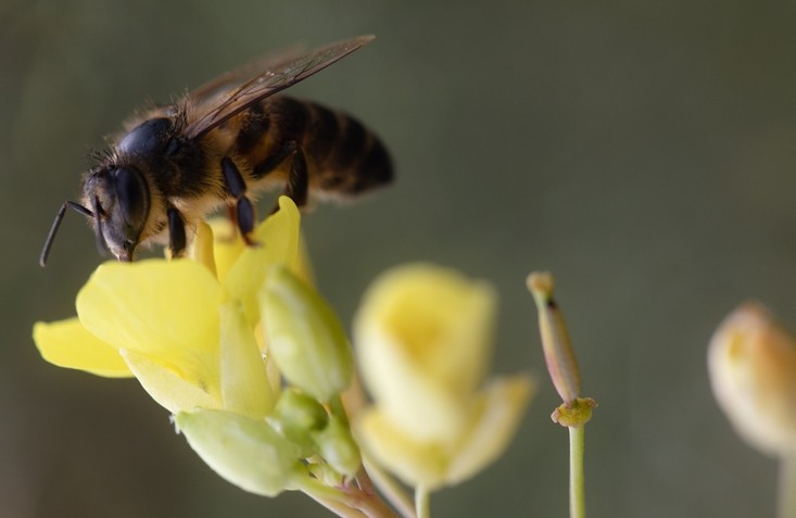 The widespread use of the herbicide glyphosate has been implicated in health problems among honey bees, as well as humans. ©Getty Images - Lenti Hill