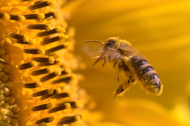 French allergy warnings: ANSES accused of 'making examples' of beehive-derived supplement makers