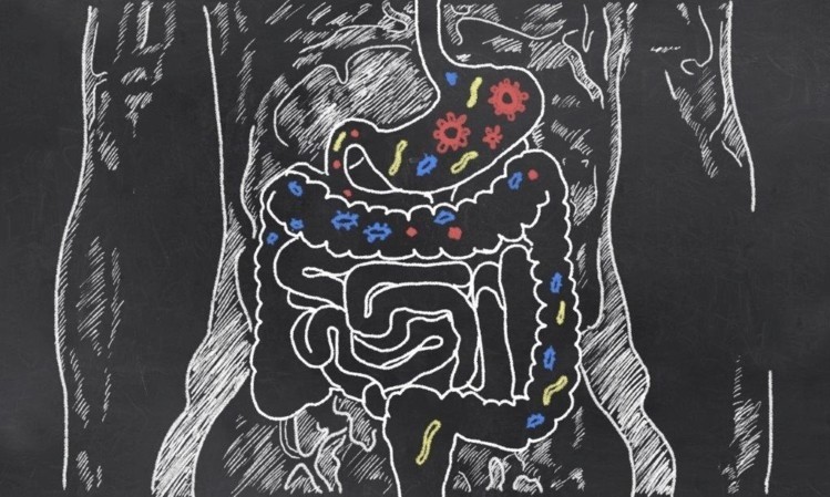 Inter-species communication? New study shows gut bacteria can control our genes and development