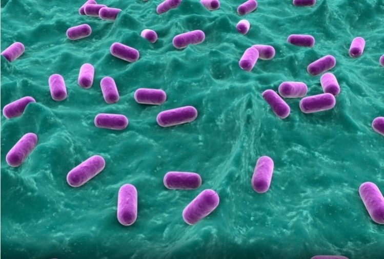 Lactobacilli blend may reduce Bacterial Vaginosis reoccurrence