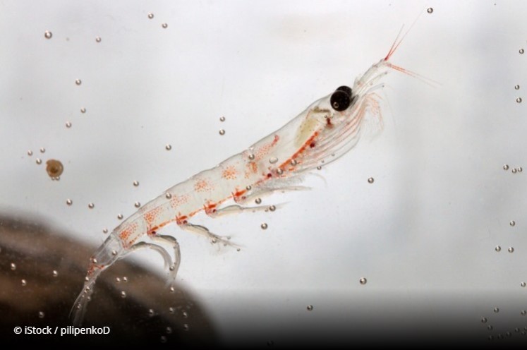 Aker BioMarine’s krill operations get MSC recertification 