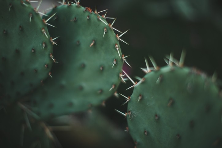 17. Can Cacti Be Used For Medicinal Purposes?
