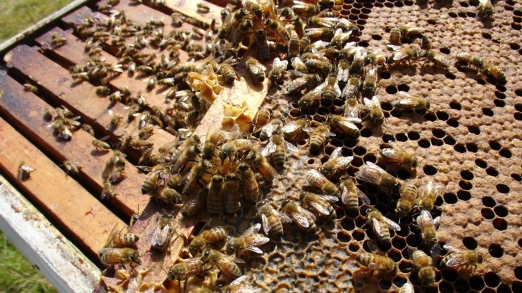 Could probiotics help save the bees … and global food systems?