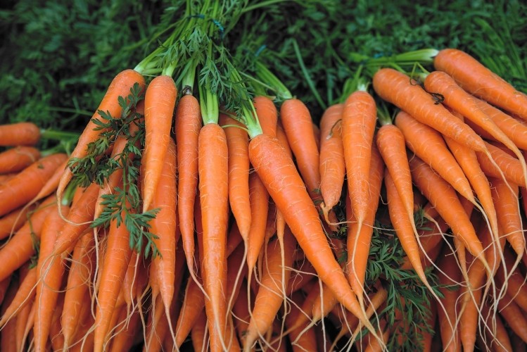 NutriLeads key ingredient BeniCaros is upcycled from carrot pomace, a waste product from the manufacture of carrot juice.   Image © Martina Rigoli / Getty Images