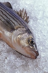 Fish protein shows appetite suppression, weight management potential
