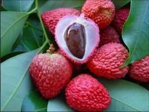 Lychee extract may trim waist fat: Study